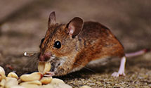 24 Hour & Emergency Exterminators in Washington Green, CT